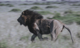 Gif animé lion court
